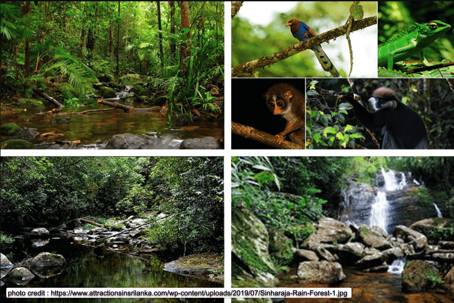 Sinharaja Rain Forest