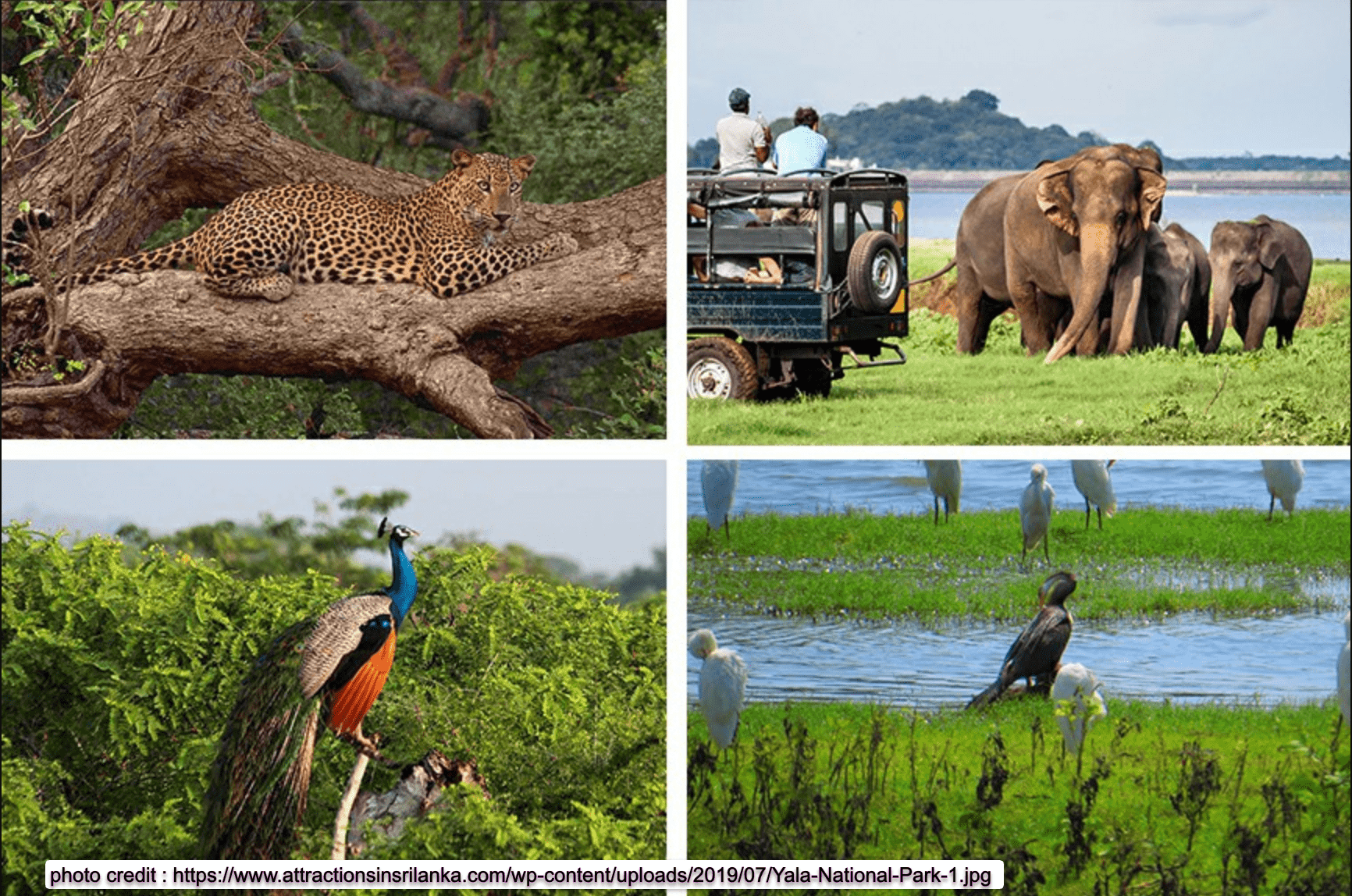 Yala National Park
